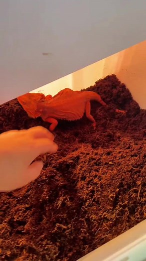 4.8K views · 21 reactions | Satisfing lizard skin cleansing asmr video #reels #hottopic #beareddragonlizard #lizard #decompressionvideo | Bearded Dragon | Facebook