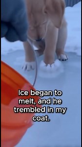 1.1M views · 55K reactions | I saw him from my window, a tiny puppy trapped in a frozen puddle, crying for help. I grabbed warm water and ran outside, hoping I wasn’t too late. What happened next still gives me chills. #puppyrescue #puppy #dogs #puppylove | Animal Instincts TV | Facebook