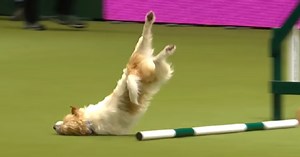 Jack Russell Makes Up His Own Routine At Agility Show, Wins Everyone Over