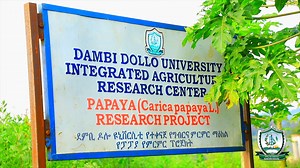 12K views · 892 reactions | DaDU - is a staunch advocate of development | Dambi Dollo University | Facebook