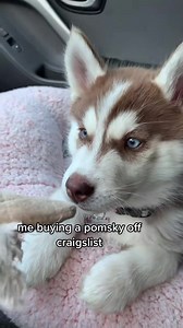 317K views · 6.6K reactions | i want waffle fries鸞 | Husky Honey | Facebook