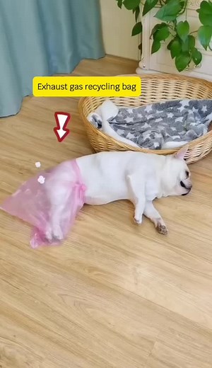 French Bulldog Family on TikTok