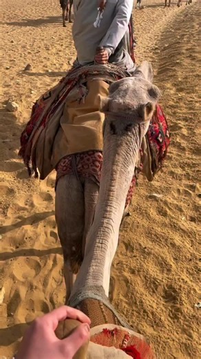 Step back in time and witness one of the world’s greatest wonders — the Pyramids of Giza. Book your unforgettable journey today and make history part of your story 🏷️ Dm us to Arrange your Tours in Egypt!🌍✈️ Book Now: @Tourssinegypt 🎥::abif__ she/her #Egypt #Aegyptus #Egypte #Egipto #Egitto #Egito #Ägypten #Egitpe #Египет #埃及 #エジプト #이집트#tours#pyramids#cairo#luxor#Aswan#Guide | Tours In Egypt