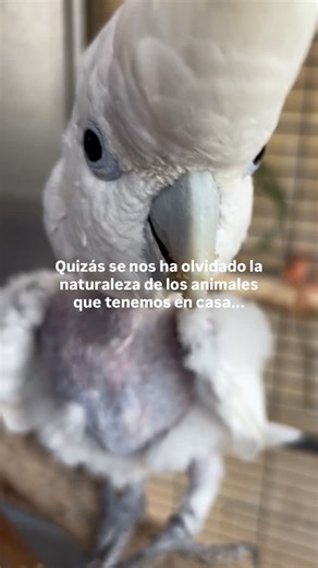 Las imágenes de loros en casa suelen captar un enorme interés del público en redes sociales. Las interacciones con humanos tienen mucho éxito, y muchas veces consiguen que asumamos como “natural” su tenencia en cautividad 🏠 Diversos estudios muestran que cuando vemos animales silvestres en entornos humanos, tendemos a percibirlos como animales con buena aptitud para convivir con el humano. Pero poner un animal a nuestro cargo basándonos únicamente en lo que vemos en redes, sin pararnos a pensar