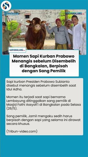Sapi Kurban Prabowo Si Lembayung Nangis Ditinggal Peternak sebelum Disembelih Jelang Idul Adha