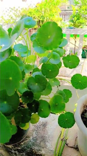 Dollar Plant Care Tips | Beginners Ke Liye Best Plant
