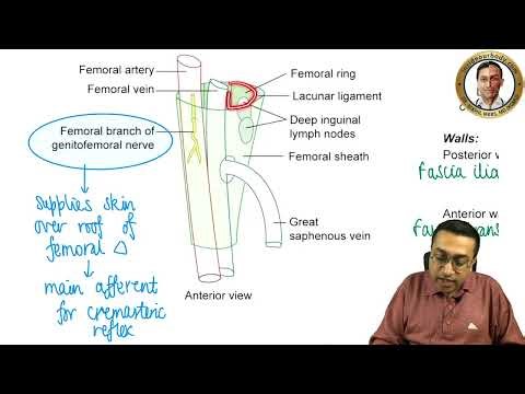 Front of Thigh Anatomy | Femoral Triangle | Sheath, Nerve, Vessels | Lower Limb Made Easy