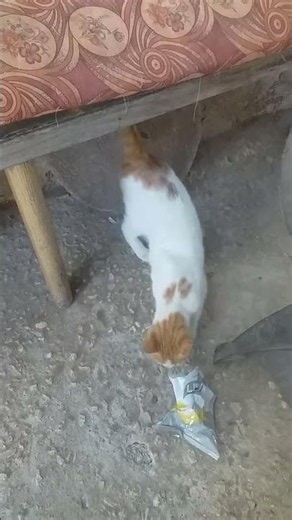 قطط اليفة - قطة منزلية اليفة جميلة #cat
