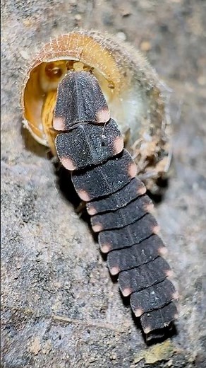 Alien Insects: Earth's Tiny LEDs 😳😮🫣 #alien #animal #insects #wildlife #nature #strange #firefly