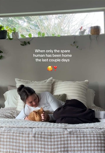 Clingy Orange Cat Shows Affection