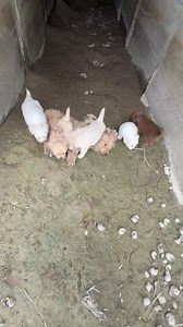 Rescue the dog family to a safe place with food and water. Thank God. | Rescue Animals USA