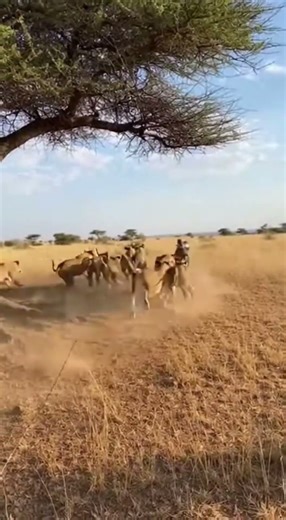 Monkey’s Wild Prank! Boar