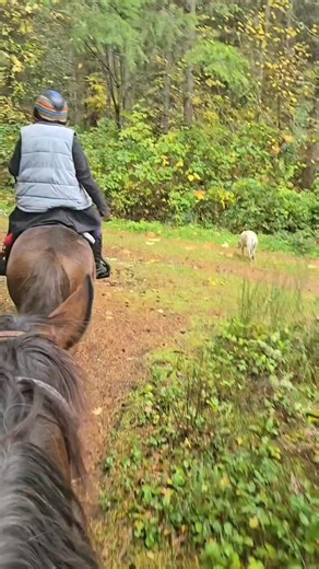 #horseshenanighans #trailhorse #horsegirls #packforest #pnw | Just Get Out and Ride - Horse Trailriding adventures in the PNW | Facebook