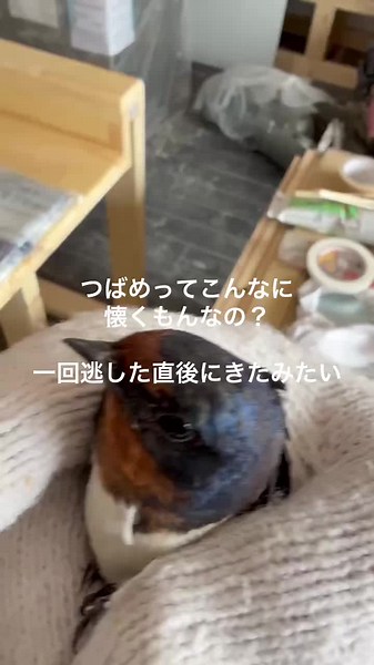お店にツバメが！幸運の兆しか？