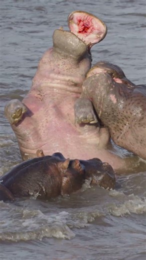 They Call This The Hippo Hello