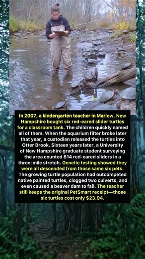 The $23 Turtle Mistake That Changed a Creek
