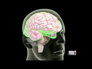 Football players and brain injuries