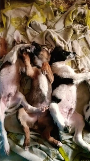 Rescued & Adopted 5 Abandoned Puppies with No Place to Go 💔🐶 #shorts