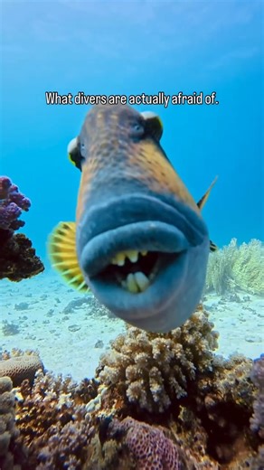 There’s no shortage of surprises underwater— with everything from graceful apex predators to tiny reef warriors! 🎥: @scuba.earth #ScubaDotCom #DiveIntoAdventure #OceanExplorers #ScubaLife #OceanMyWay #ScubaDiving #DivingGear #Underwater #DiveLife #ScubaDiver #DivingEquipment | Scuba.com