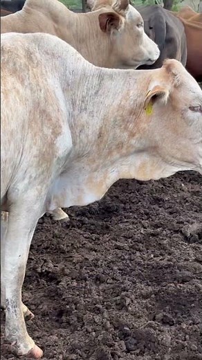 Udderly Bizarre: Pregnant Cow's Abnormal Udder & the Big Delivery!