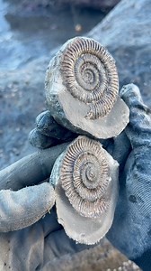 This freshly-revealed shale contained a beautiful Jurassic fossil! 🏝️ We gently split the shale and then carefully opened it! 🦕 Take a look at the gorgeous 185 Million Year Old cephalopod that was preserved inside! 😍 For ammonite rocks to crack open, please visit our official online store yorkshirefossils.NET (link in bio) or message directly on Instagram @yorkshire.fossils 🦕 For more videos, check our YouTube / TikTok! 🏝 Thanks for supporting our page! 🐊 #natural #nature #fossil #fossils 