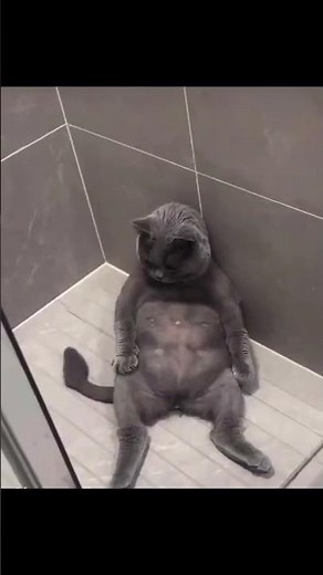 Zapping de chats drôles compilation