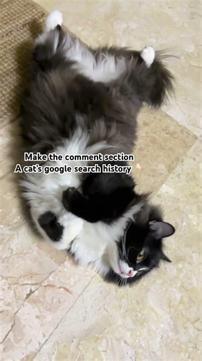 If cat’s used google, what would they search? #cat #cats #catvideos #catshorts