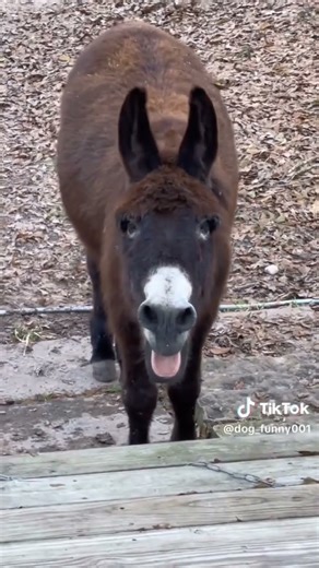 Ânes trop drôles 😂🐴