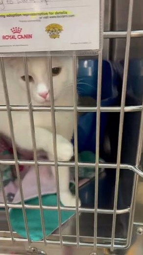 Cats For Sale At PETSMART