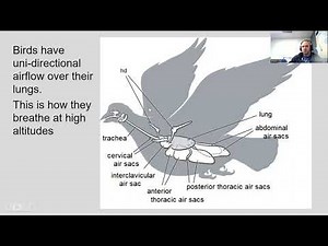 Bird Internal Anatomy
