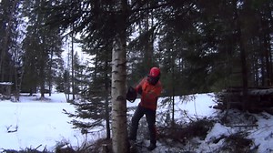 Smart Technique For Handling Tough Tree Felling Challenges