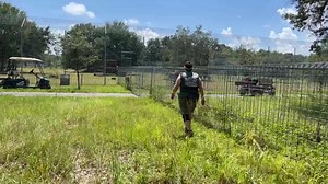 12K views · 197 reactions | Big Cat Rescue on Reels | Facebook