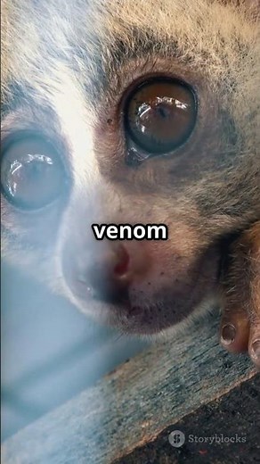 What Makes The Slow Loris So DEADLY?