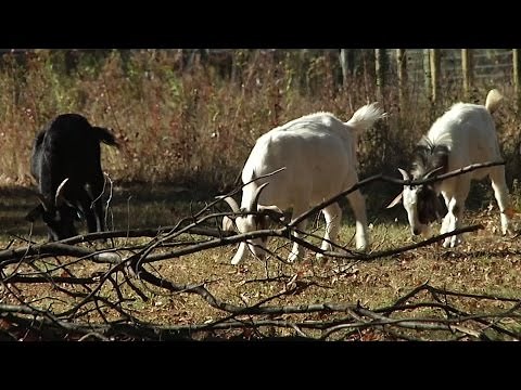 Using Goats to Get Rid of Poison Ivy