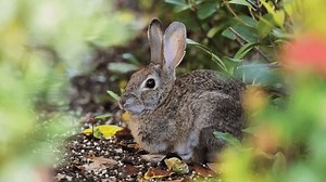 Rabbit Hides Predators Bush Southern California Stock Footage Video (100% Royalty-free) 3475036815 | Shutterstock
