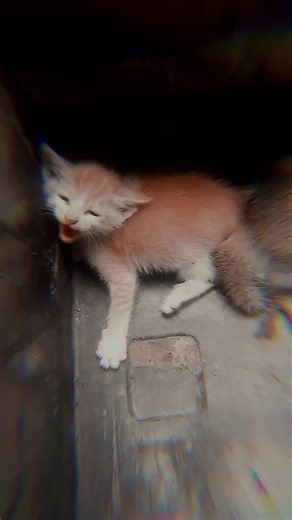 ☠️💫TaLiF 💀💫 (@talif_199)’s videos with original sound - 𝘼𝙣𝙞𝙨𝙖𝙖♡