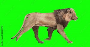 Animated male lion with loopable gait cycles, isolated on green background. Simply edit out any gait and loop it to get a continuous action.