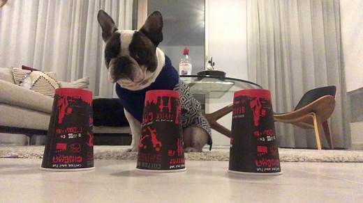 Mr. Hugo 🐾 (@mr..hugo)’s videos with Solo - Clean Bandit