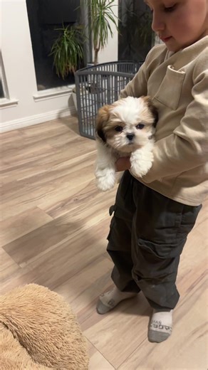 Shih tzu puppies (@shihtzupuppiesfresno)’s videos with My Baby Cute - Andy Ms