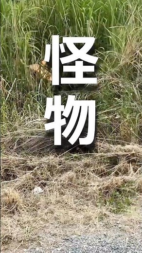 【怪物出た】草刈りモンスター！ハイガーの新型ラジコン草刈機 #草刈り #ラジコン草刈機 #ハイガー