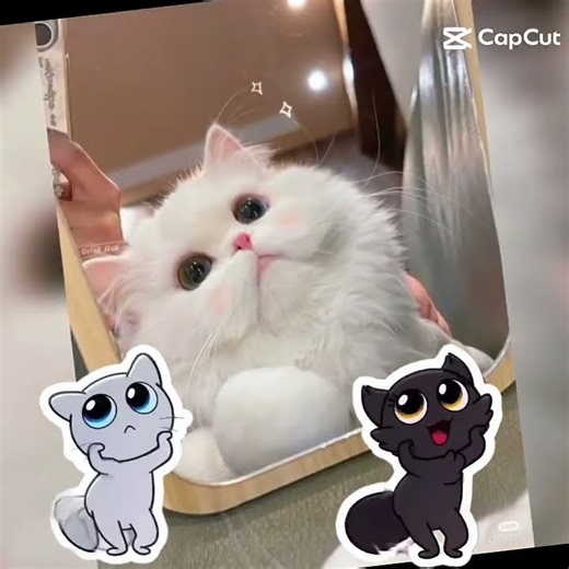 A random cat template I found on Capcut becuz I'm bored :]