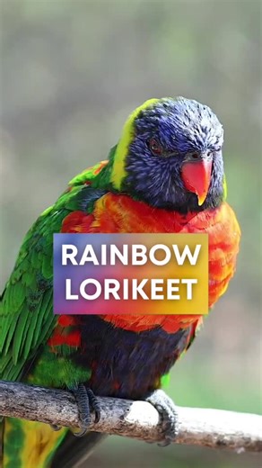 Colorful Rainbow Lorikeet: Nature's Party Animal
