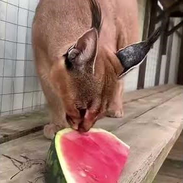 Floppa be eating the melon