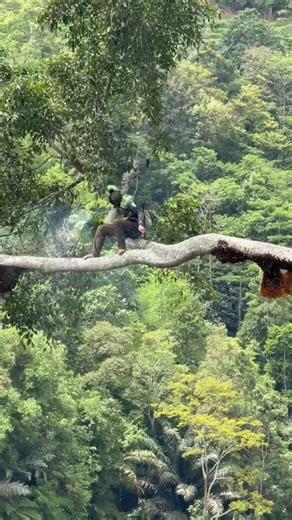 Bee attack #arispurwadi #bee