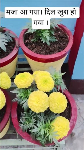 फूलों से आता है खुशी का एहसास #viralvideo #love #attitude #funny #motivation #dailyvolgger #bikeride