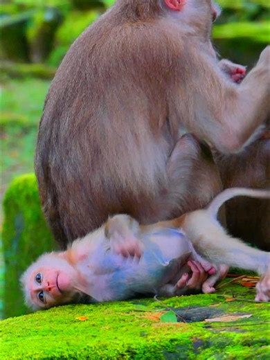 Angry Baby Monkey vs. Luna: Milk Drama Unfolds