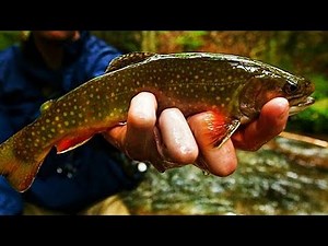 Brook Trout HEAVEN - Small Stream Fly Fishing w/ Streamers