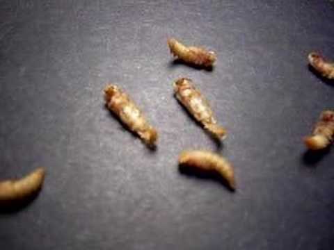 Meal Worm Pupa Morphing to Beetle