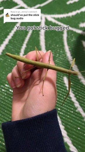 Stick Bug Dance and Sound Explanation
