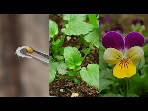 Planting flowers | How to grow Pansy from seeds | Growing pansies from seed